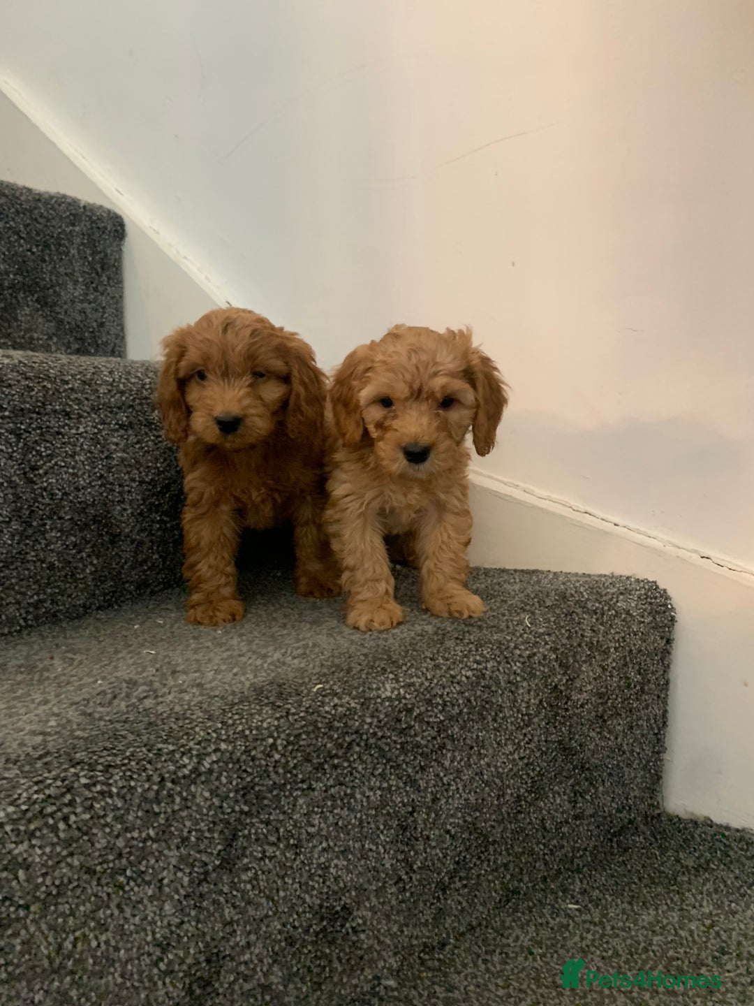 Cavapoo dogs for sale: Small Cavapoo puppies (toy poodle) - Image 4