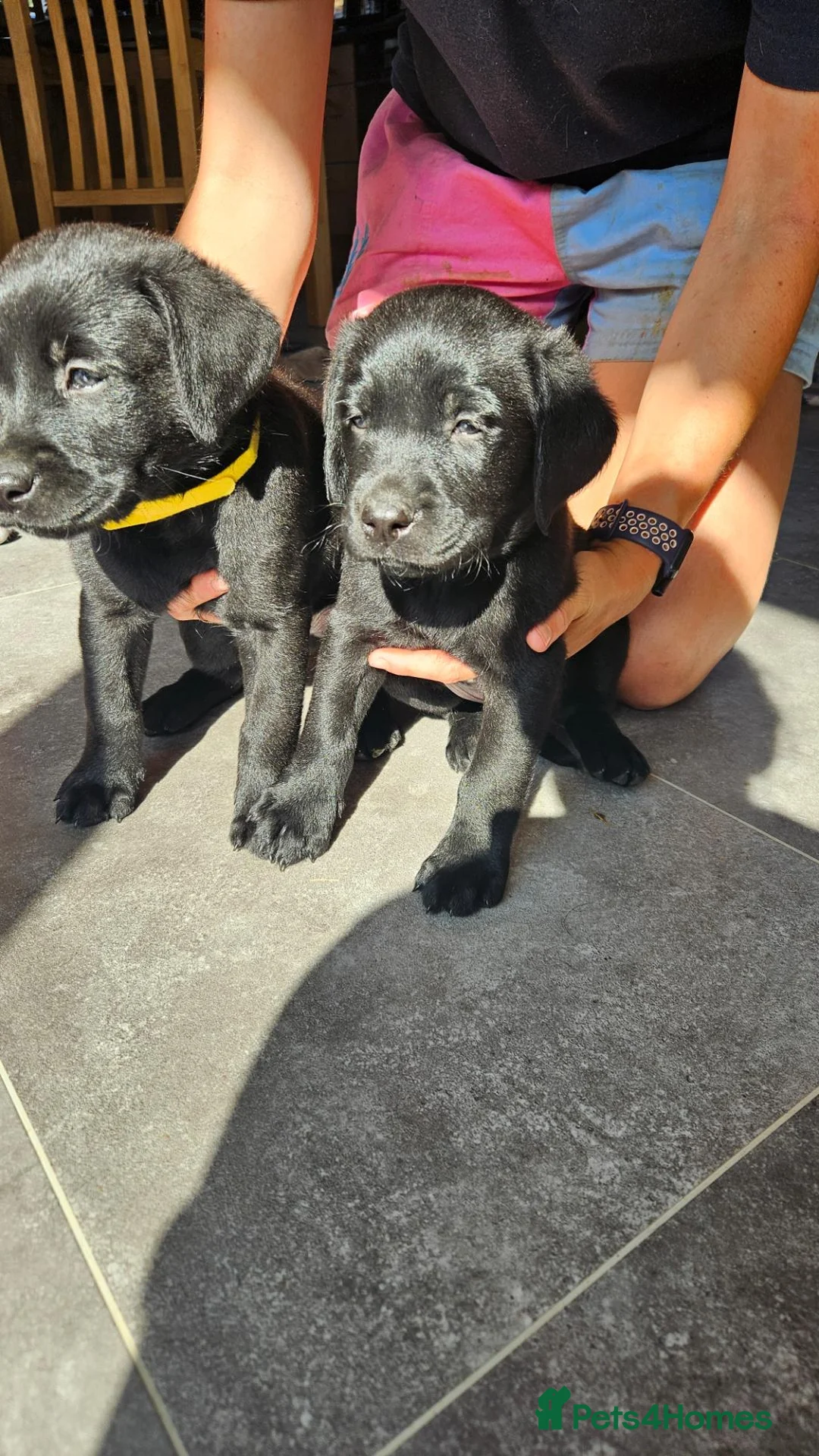 Labrador Retriever dogs for sale: Beautiful Black Bitch Puppy For Sale in Callington - Advert 2