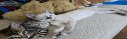 Bengal cats for sale: Bengal cross kittens - Advert 14
