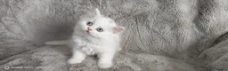 Scottish Fold cats for sale: Playful and affectionate kittens  - Advert 3