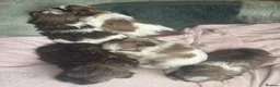 Shih Tzu dogs for sale: Beautiful Shih Tzu puppies in Walsall - Advert 7