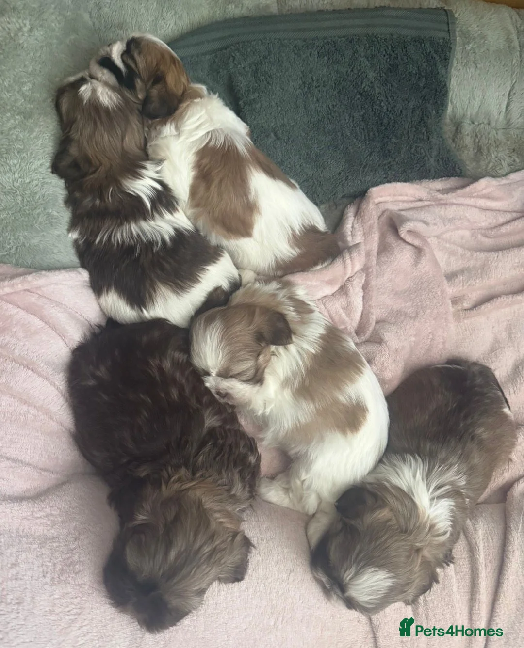 Shih Tzu dogs for sale: Beautiful Shih Tzu puppies in Walsall - Advert 7