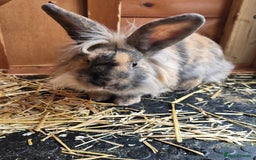 Continental Giant rabbits for sale: Giant continenetal × dwarf lop  - Image 5