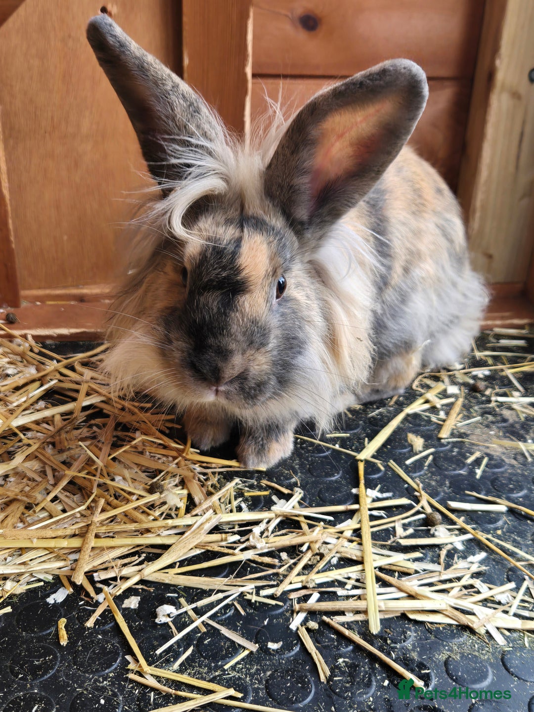 Continental Giant rabbits for sale: Giant continenetal × dwarf lop  - Image 5