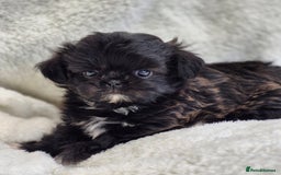 Shih Tzu dogs for sale: Gorgeous Small Imperial Shih tzu puppies READY - Image 30
