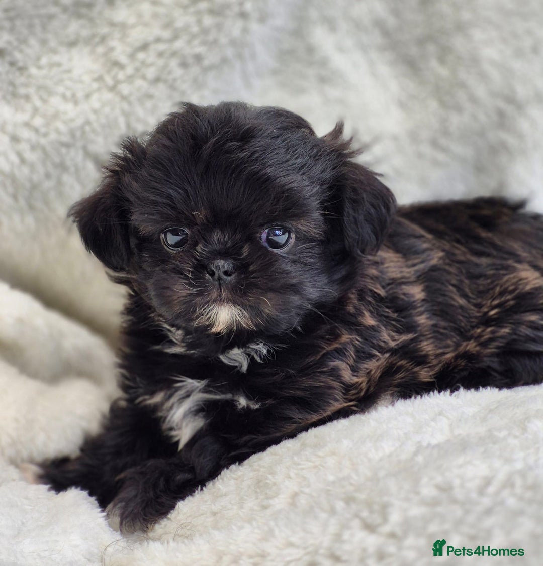 Shih Tzu dogs for sale: Gorgeous Small Imperial Shih tzu puppies READY - Image 30