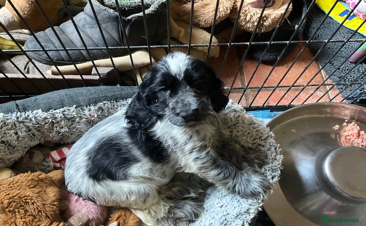 Cocker Spaniel dogs - Advert 16