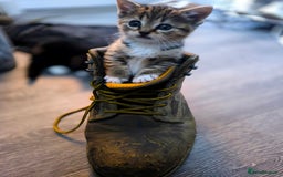 Scottish Fold cats for sale: Puss in the boot - Image 1