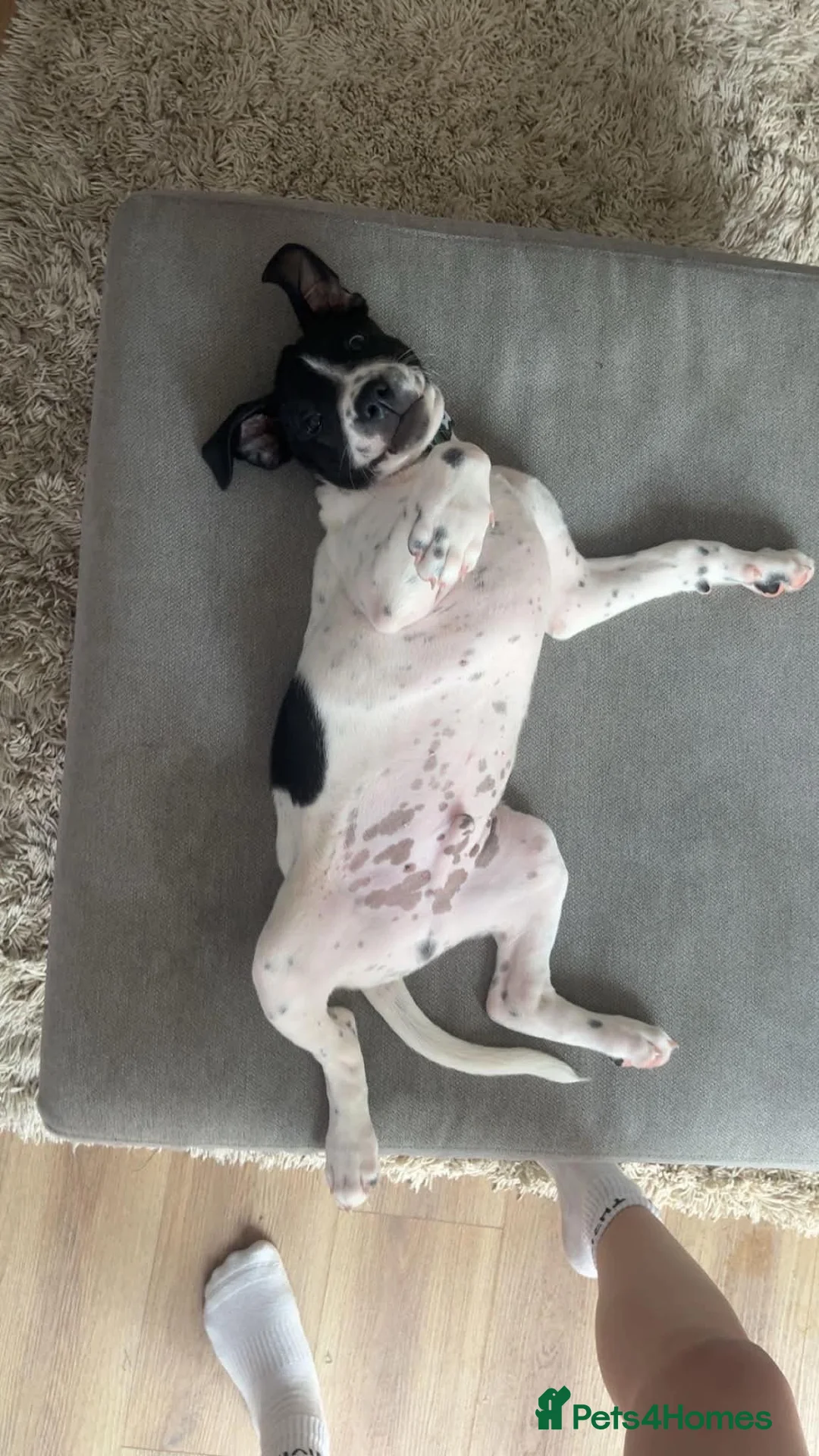 Mixed Breed dogs for sale: Staffie x collie pup - Advert 3