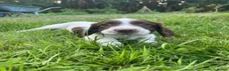 English Springer Spaniel dogs for sale: English Springer Spaniels - Advert 9
