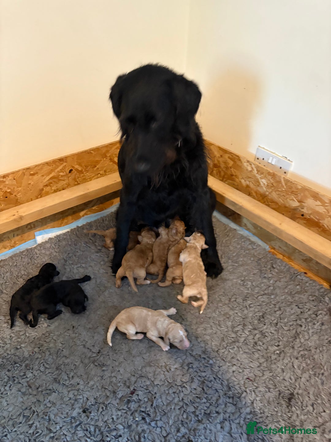 Labradoodle dogs for sale: F1B Labradoodles: available from Aug 2nd. in Uxbridge - Image 16