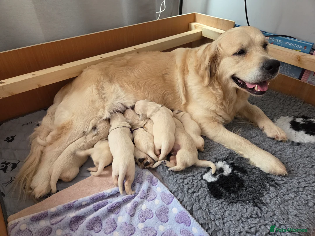 Golden Retriever dogs for sale: Beautiful KC Golden Retriever Puppies- Cream/White - Advert 1
