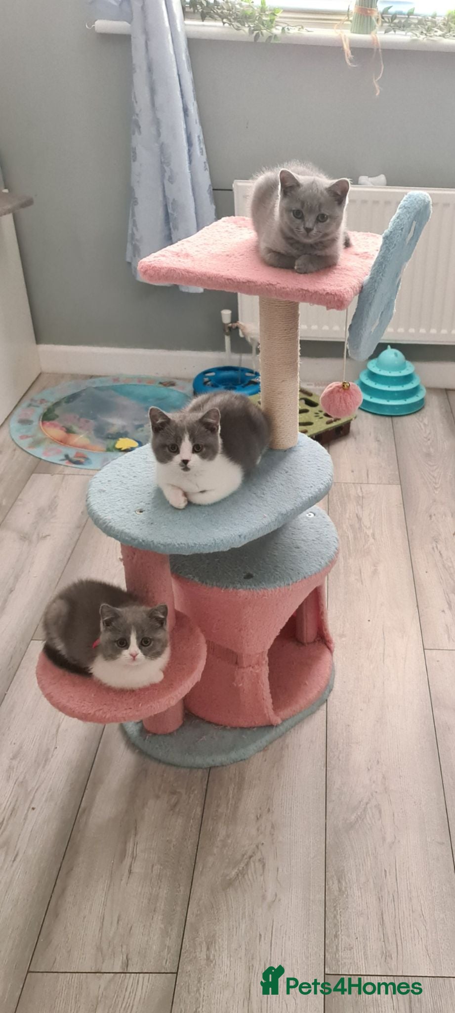 British Shorthair cats British Shorthair kittens**READY NOW** - Advert 2