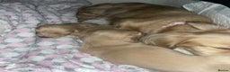 Miniature Dachshund dogs for sale: English cream longhair miniature daschound  - Advert 18