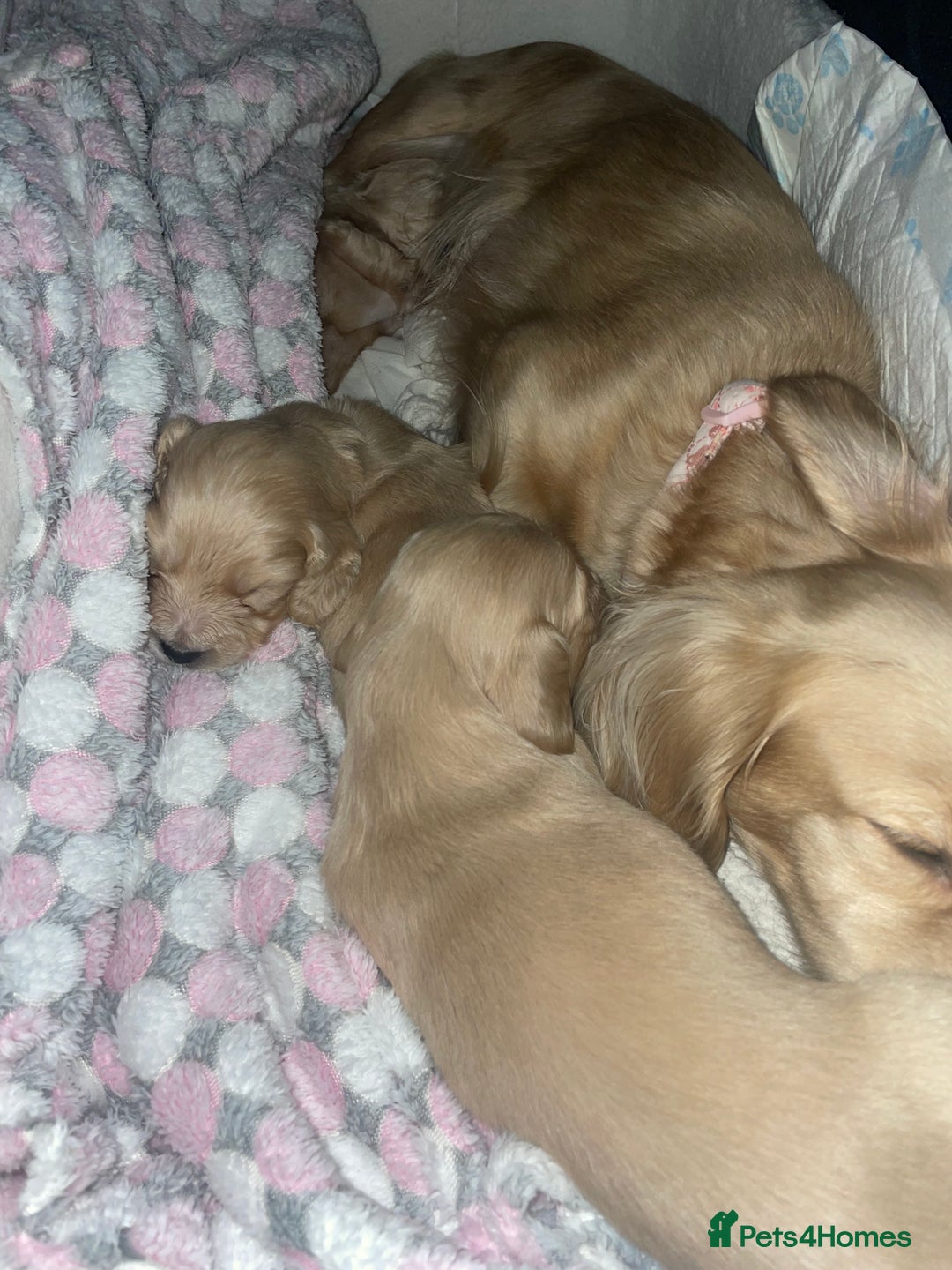 Miniature Dachshund dogs for sale: English cream longhair miniature daschound  - Advert 18