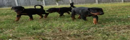 Dobermann dogs for sale: Quality European Dobermann Puppies - 2 Remaining - Advert 16