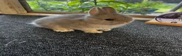 Netherland Dwarf rabbits for sale: Netherland dwarfs for sale  - Advert 2