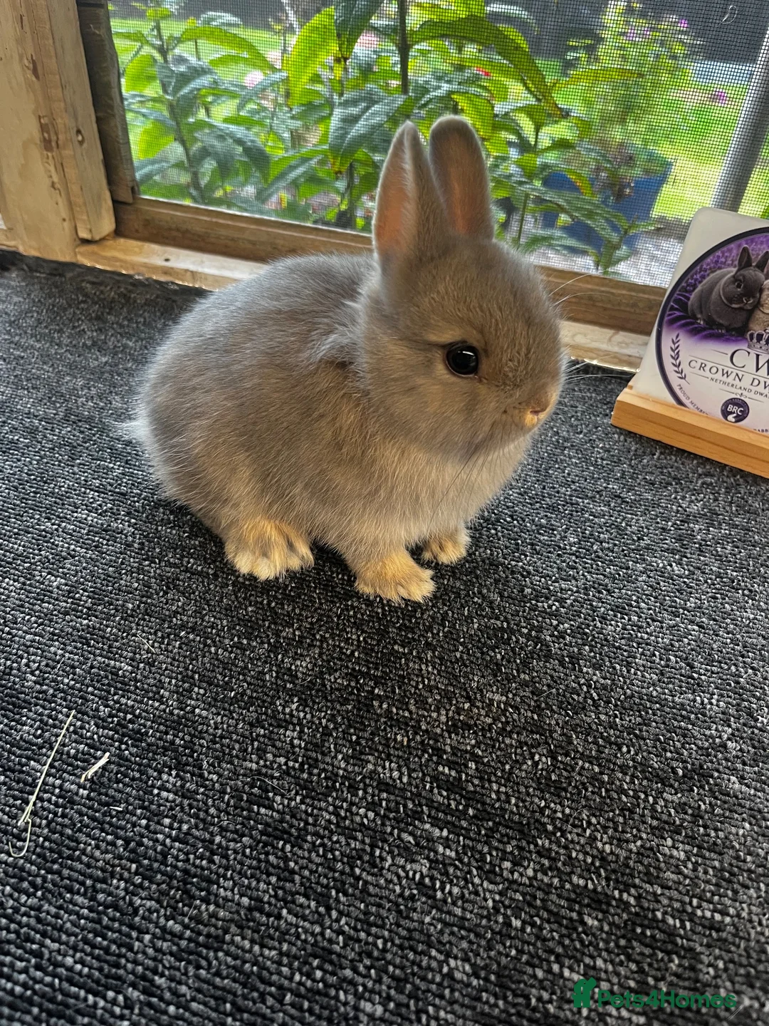 Netherland Dwarf rabbits for sale: Netherland dwarfs for sale  - Advert 2
