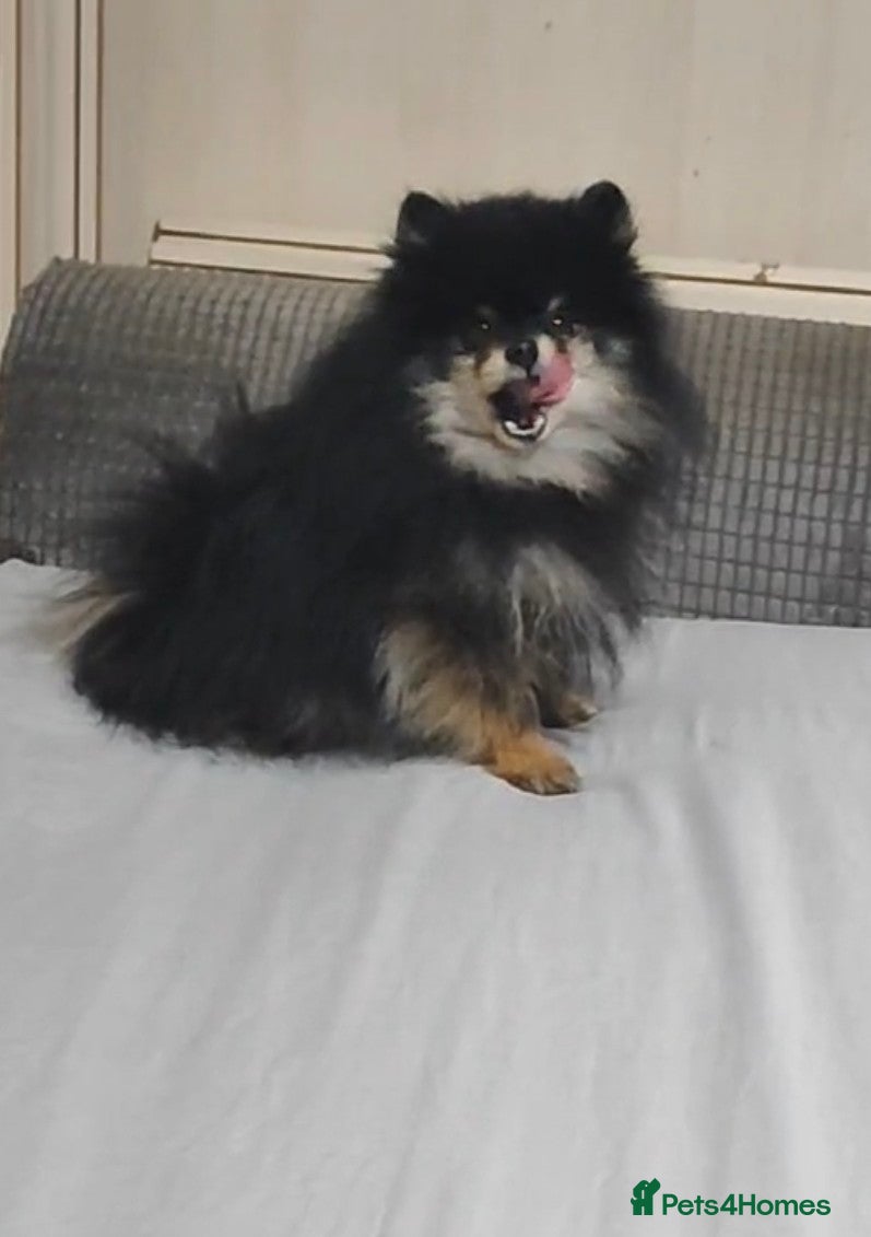 Pomeranian dogs Very, very sexsy mini Pomeranian 🧸 boys for stud - Advert 21