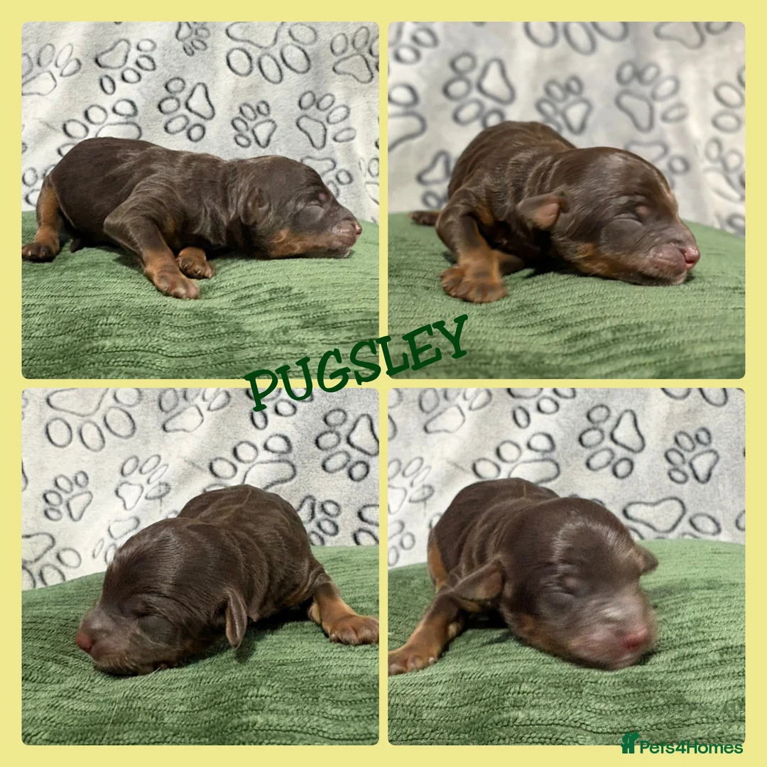 Bernedoodle dogs for sale: Stunning Bernedoodles💕DNA Health Tested Parents ! - Advert 24