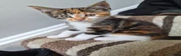 Mixed Breed cats for sale: Mixed race kittens for sale.  - Advert 6