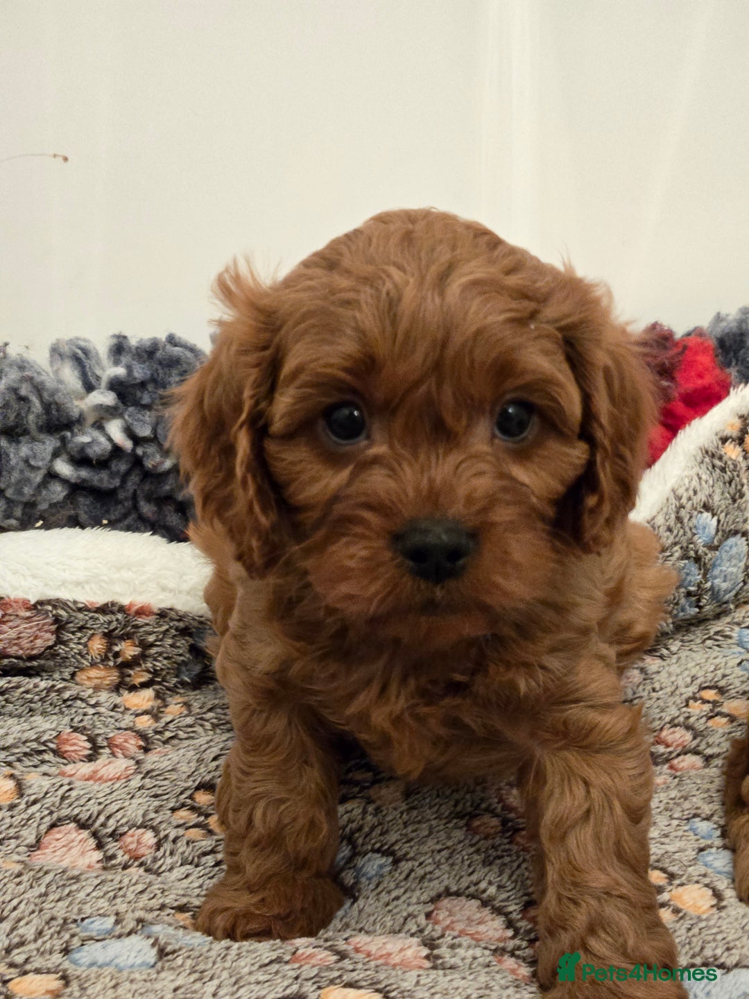 Cavapoo dogs for sale: Gorgeous Red Cavapoo Puppies - Advert 17