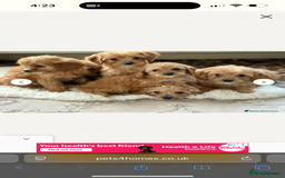Cavapoo dogs for sale: Ace Puppy - Image 4