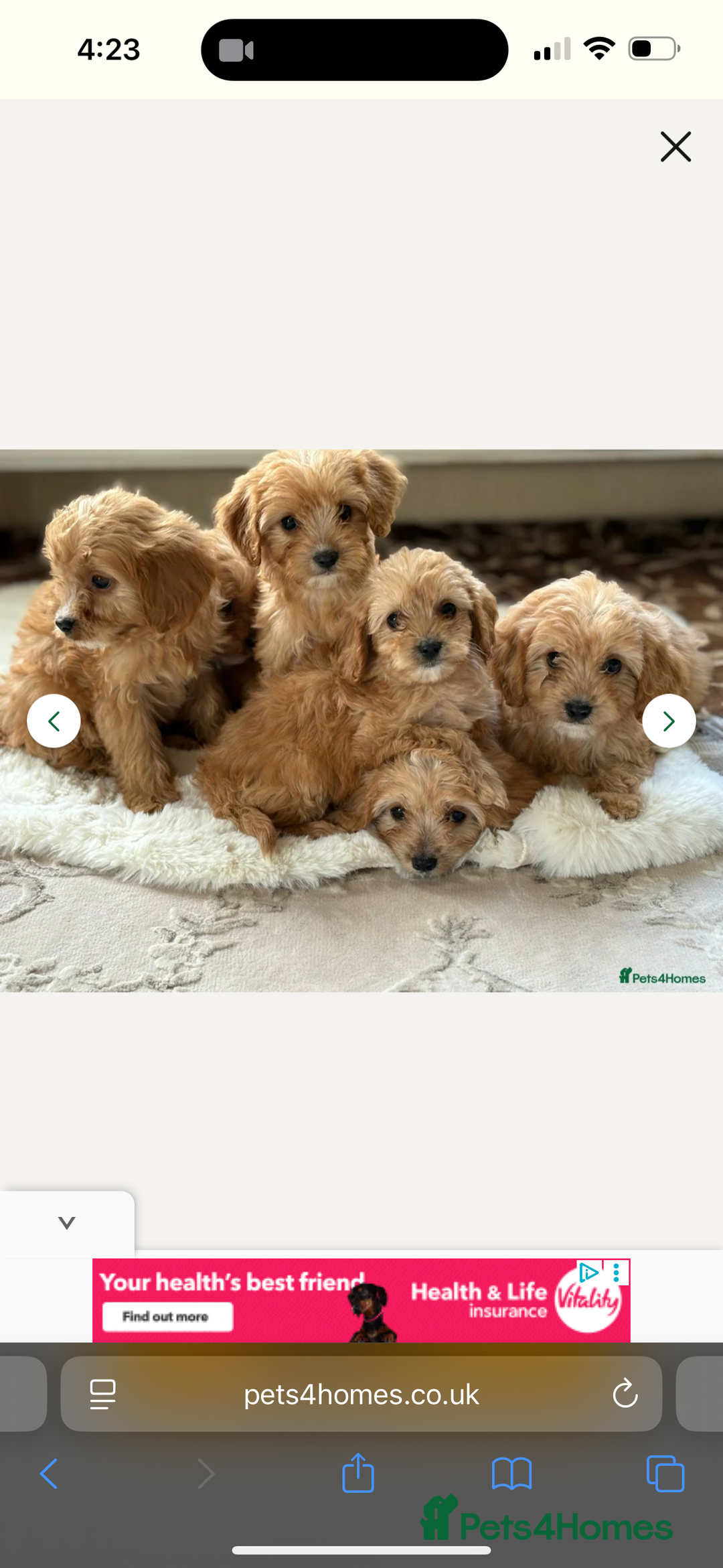 Cavapoo dogs for sale: Ace Puppy - Image 4