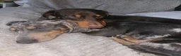Dachshund dogs for sale: Ted & Milo - Advert 3