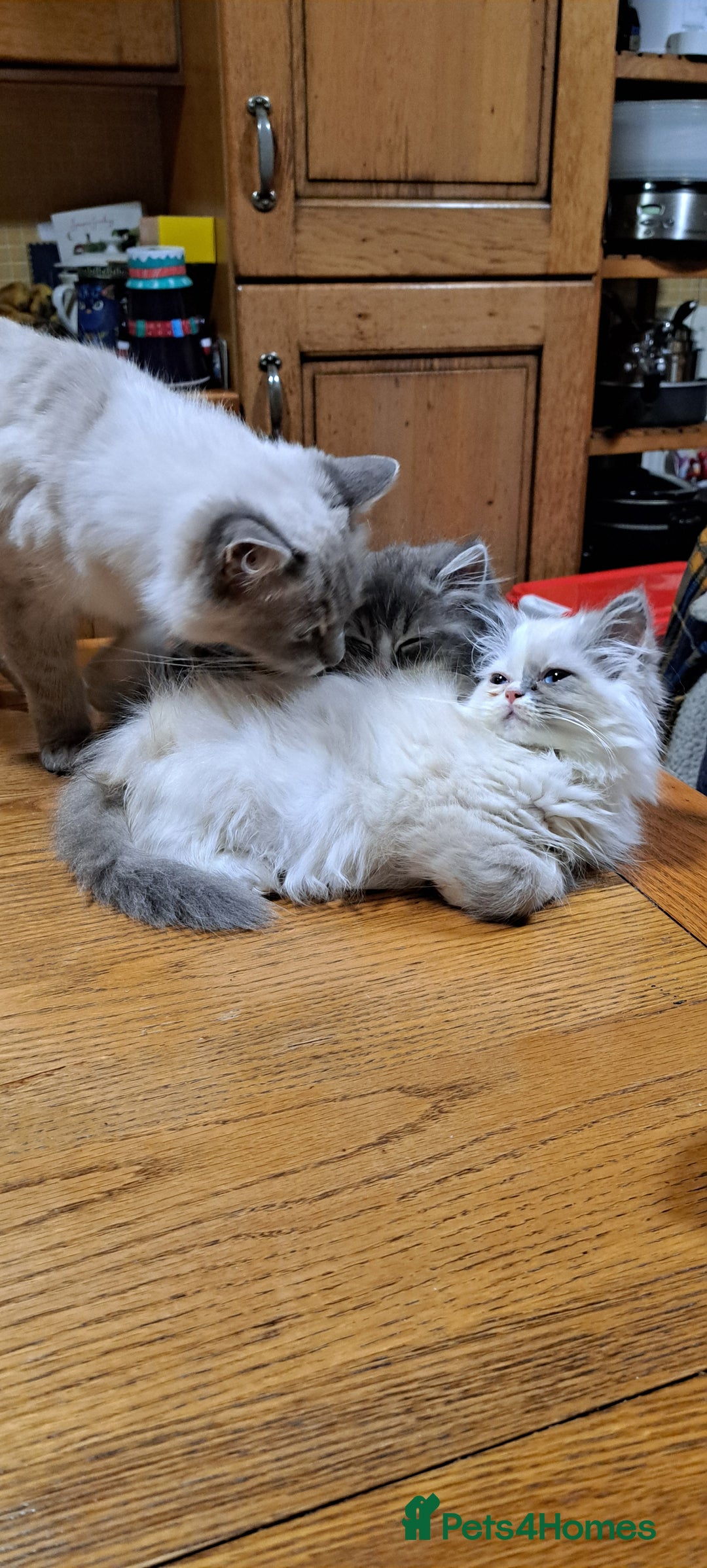 Ragdoll cats for sale: 2 ragdoll cross persian kittens - Advert 2