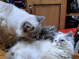 Ragdoll cats 2 ragdoll cross persian kittens - Advert 1