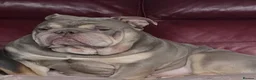 English Bulldog dogs for sale: Rare opportunity- grandpups of Burleybullz Nemesis - Advert 2