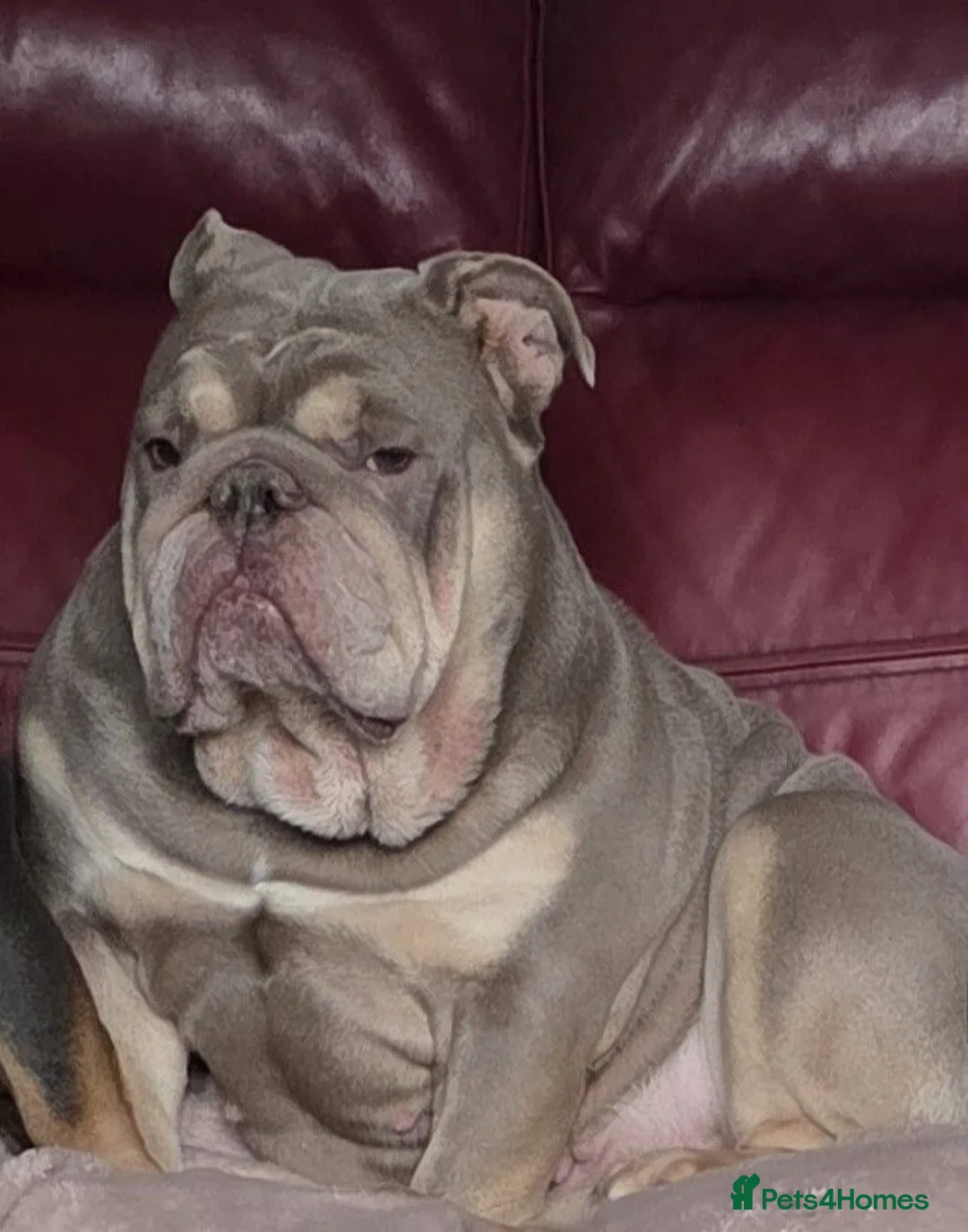 English Bulldog dogs for sale: Rare opportunity- grandpups of Burleybullz Nemesis - Advert 2
