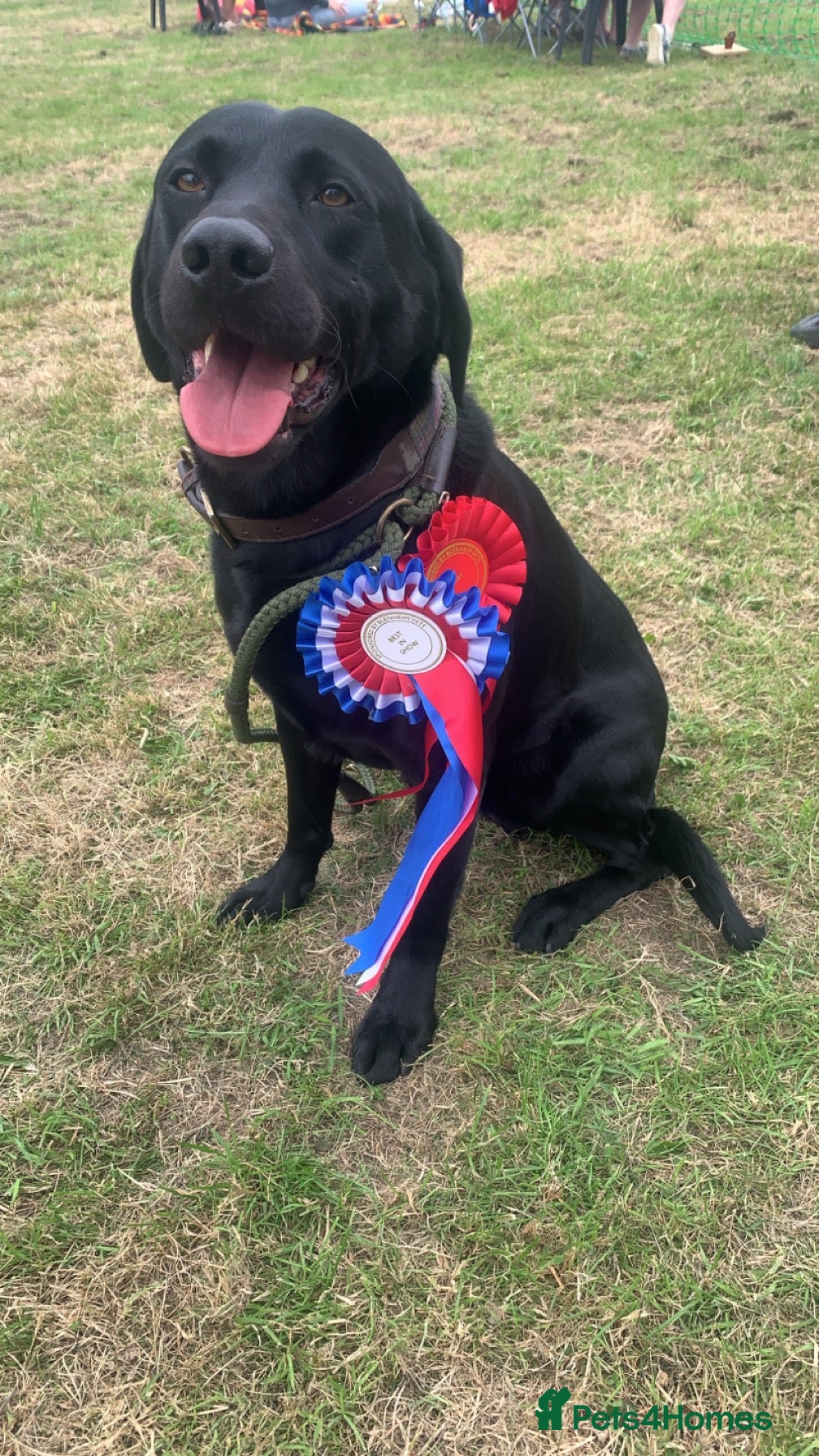 Labrador Retriever dogs Kc black Labrador for stud  in Ripley - Advert 1