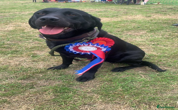 Labrador Retriever dogs in Ripley - Advert 2