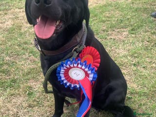 Labrador Retriever dogs Kc black Labrador for stud in Ripley - Advert 9