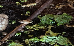 Snails invertebrates for sale: Giant African Land Snail Babies x 5  - Image 1
