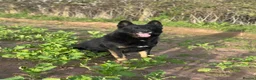 German Shepherd dogs for stud: German Shepard available for stud  - Advert 2