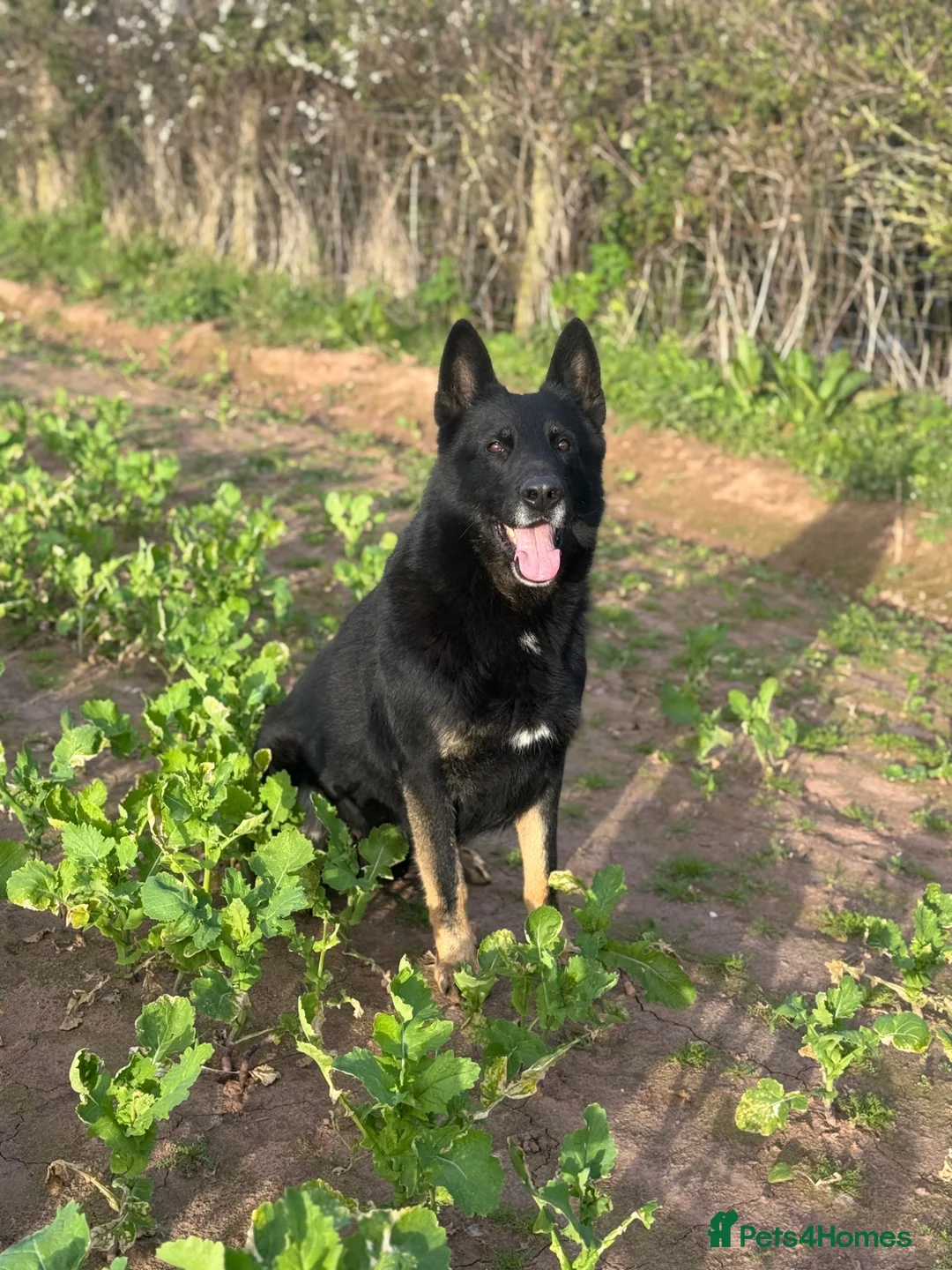 German Shepherd dogs for stud: German Shepard available for stud  - Advert 2