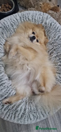 Pomeranian dogs - Advert 1