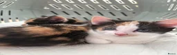 Mixed Breed cats for sale: Female Calico Kitten - Advert 14