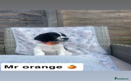 Sprocker dogs for sale: Black and white Sprockers looking for homes  - Image 11