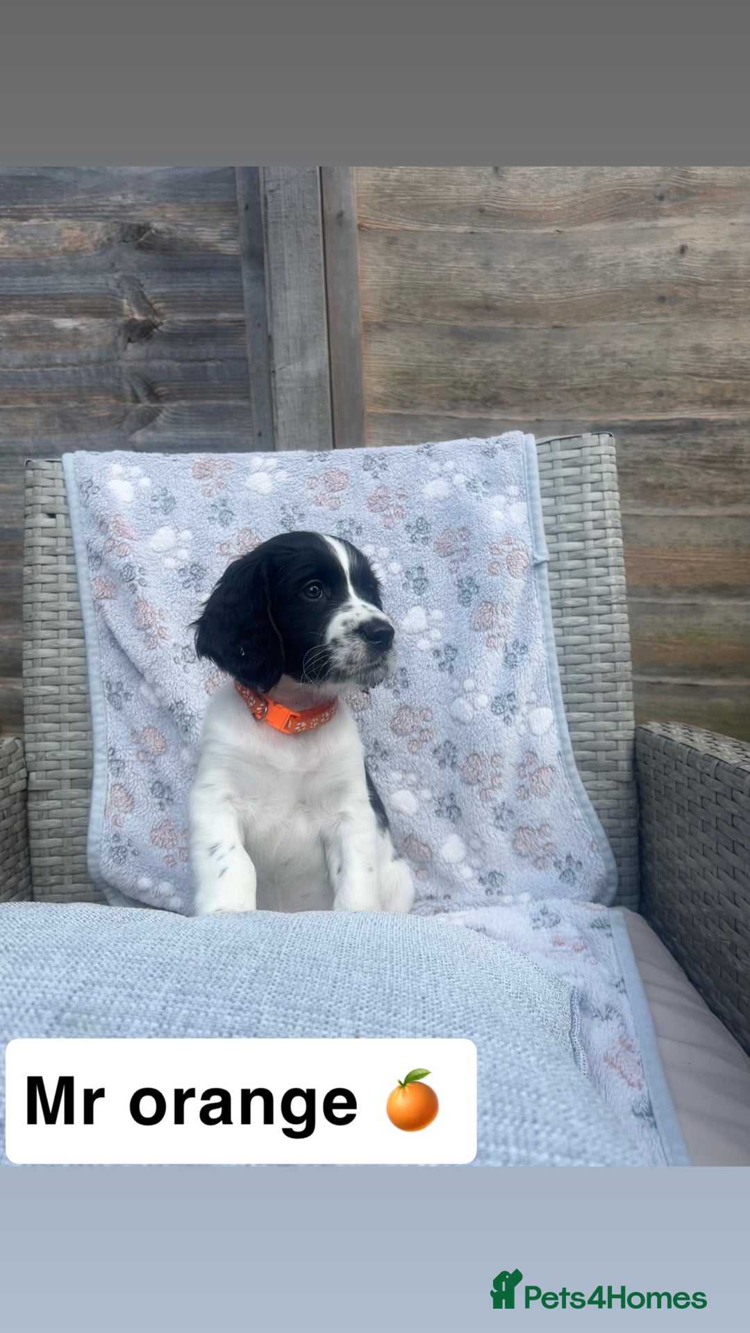 Sprocker dogs for sale: Black and white Sprockers looking for homes  - Image 11
