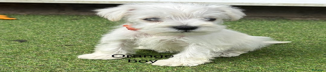 Schnoodle Puppy 3