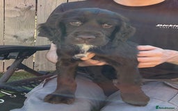 Sprocker dogs for sale:  Sprocker spaniel puppies - Ready Soon ! - Image 6