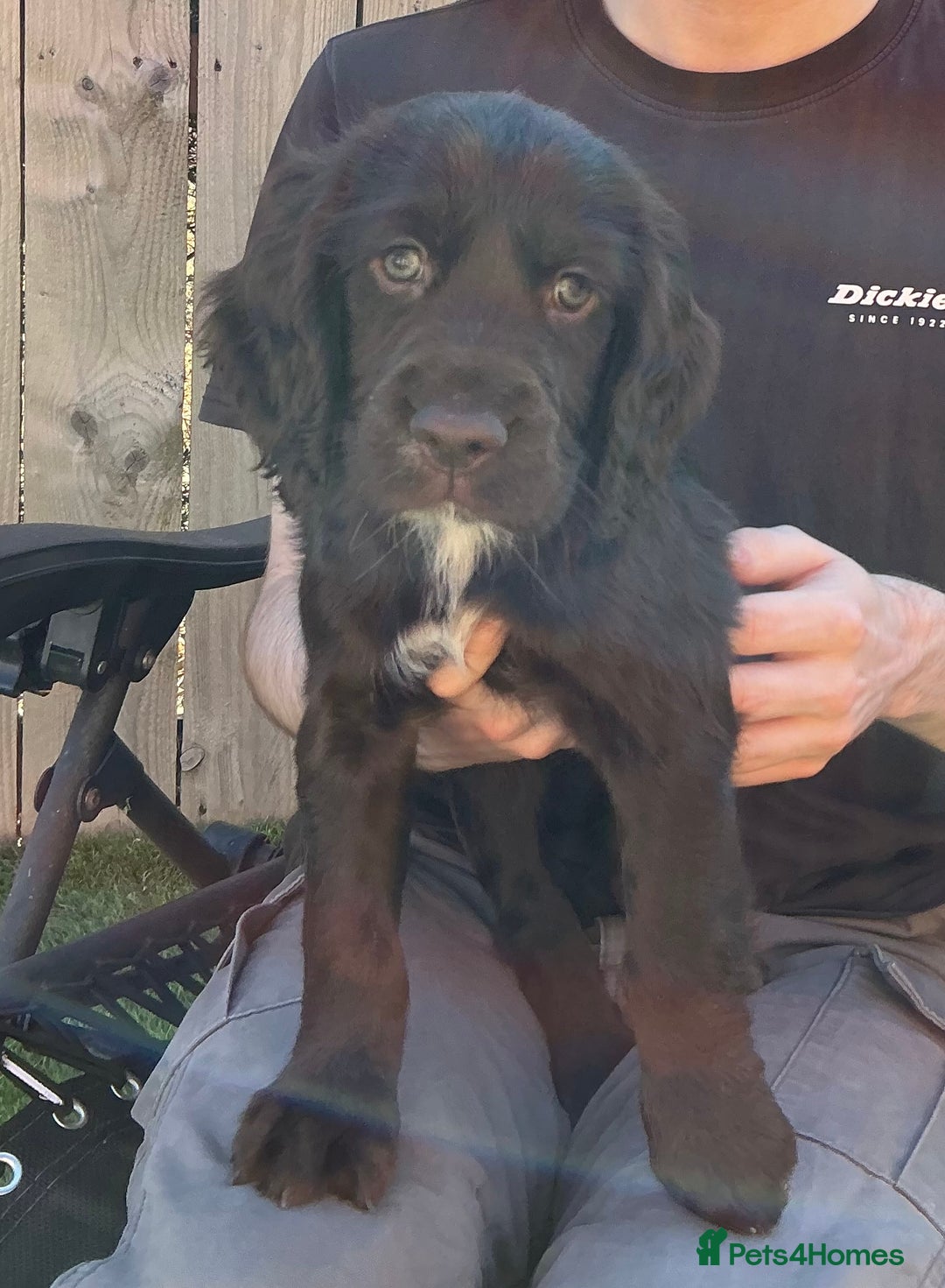 Sprocker dogs for sale:  Sprocker spaniel puppies - Ready Soon ! - Image 6