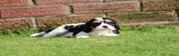 Cavachon dogs for sale: Beautiful Cavachon puppies for sale - Advert 20