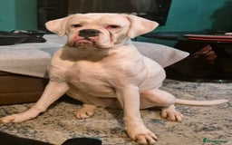 Boxer dogs for sale: Beautiful Boxer cross - Image 16