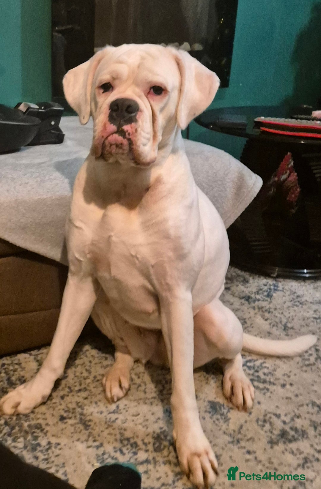 Boxer dogs for sale: Beautiful Boxer cross - Image 16