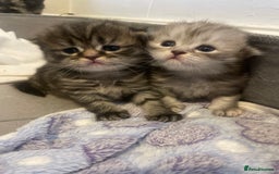 Scottish Fold cats for sale: 2 beautiful Scottish fold kittens  - Image 1